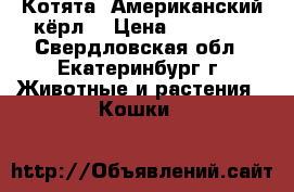 Котята “Американский кёрл“ › Цена ­ 15 000 - Свердловская обл., Екатеринбург г. Животные и растения » Кошки   